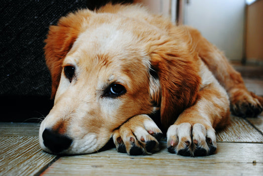 Healing and finding closure after losing your pet